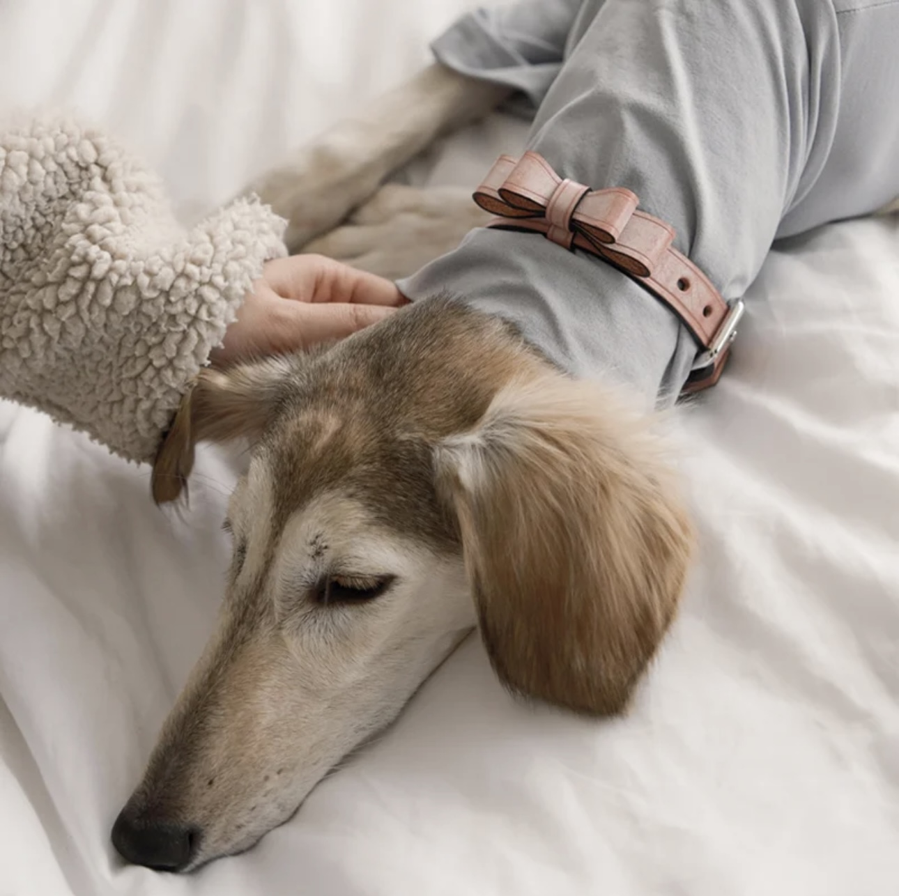 AlphaFluffy | Handcrafted Italian Leather Dog Collars & Harnesses