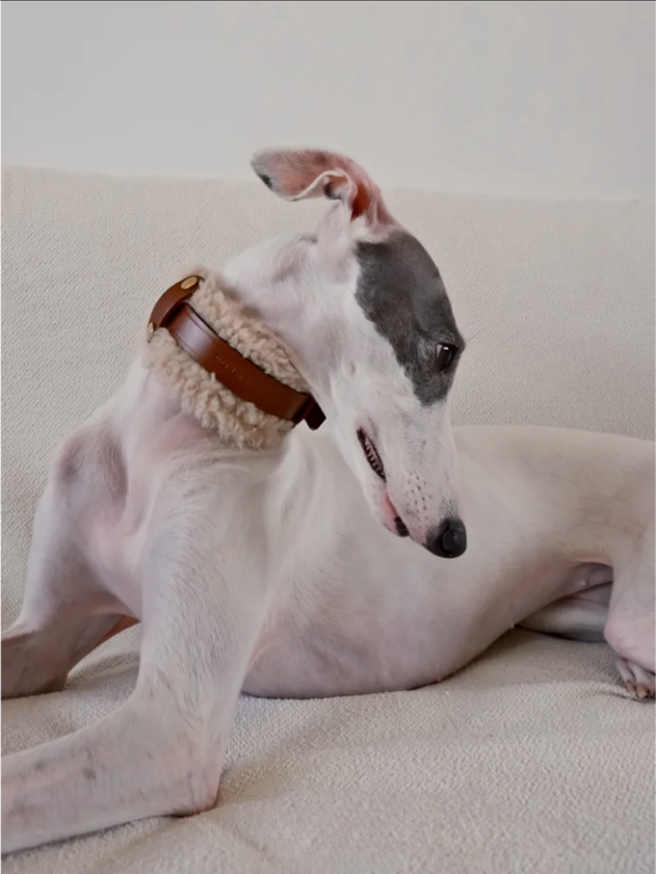 Soft-shell fluffy pads in brown, white, and blue paired with detachable designer leather collars for dogs, made from fluffy Merino wool.