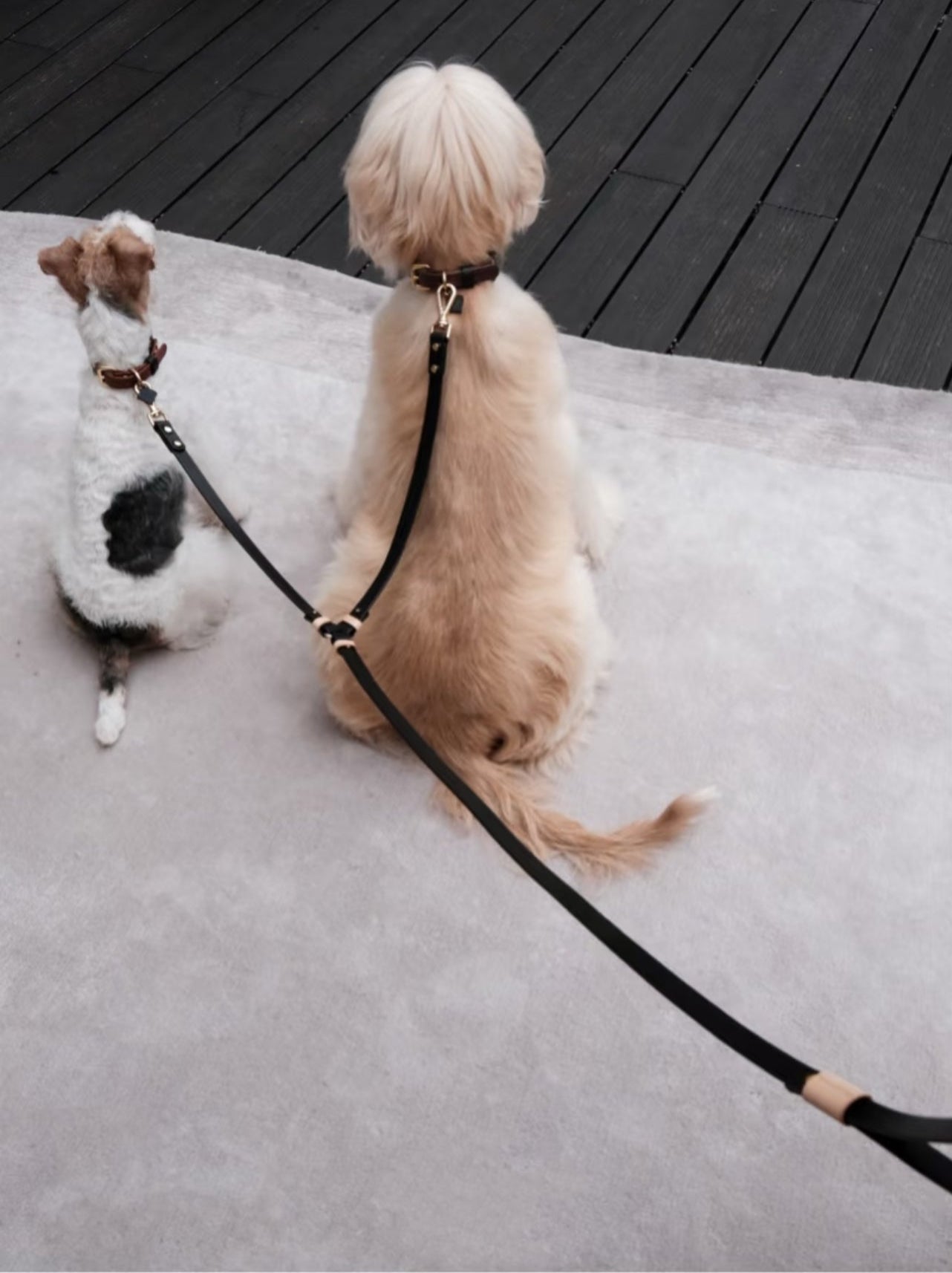 Black Dual-Leash Pet Leash