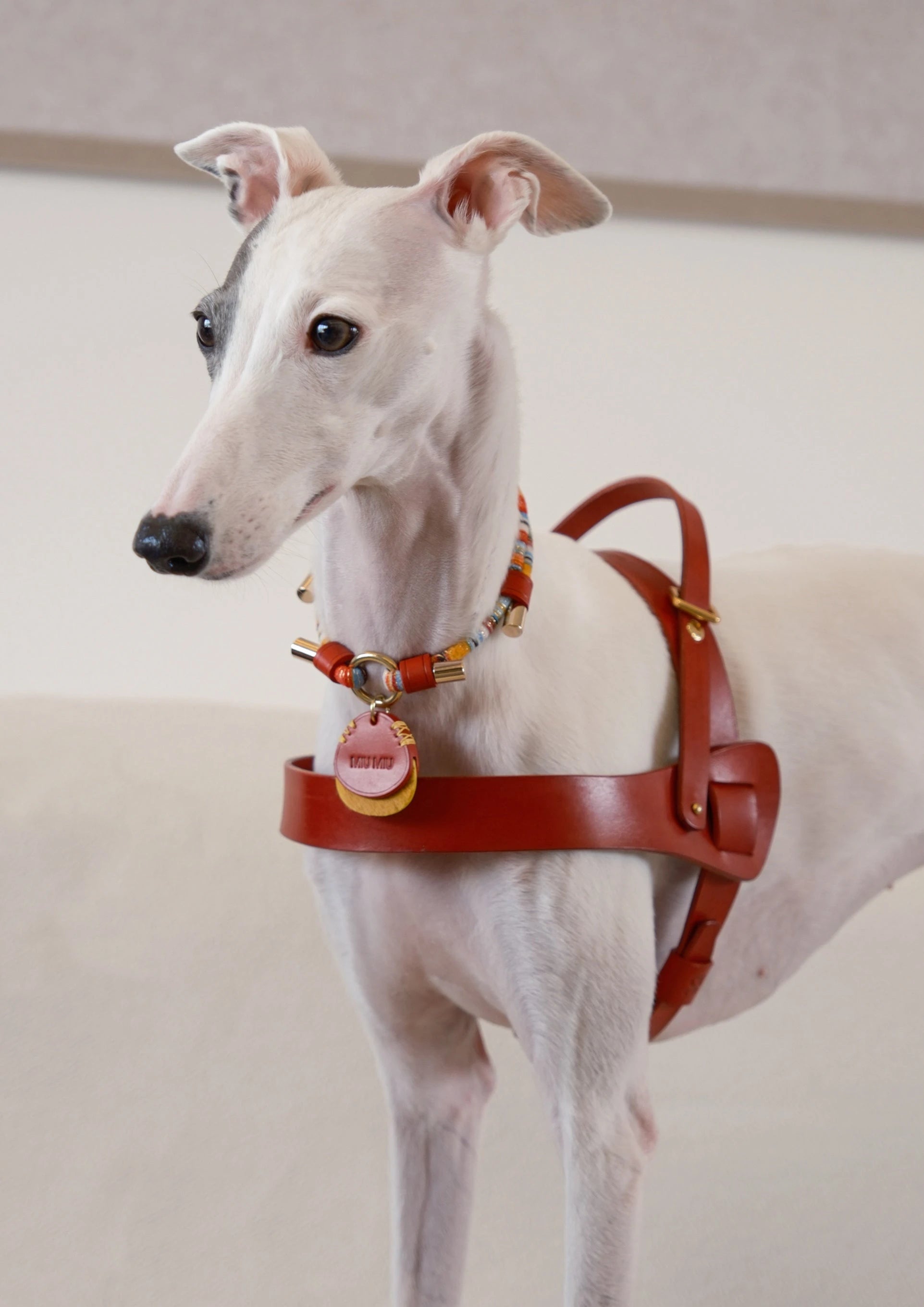 Luxury Fancy dog harness in saddle leather, featuring a designer style for small to large dogs