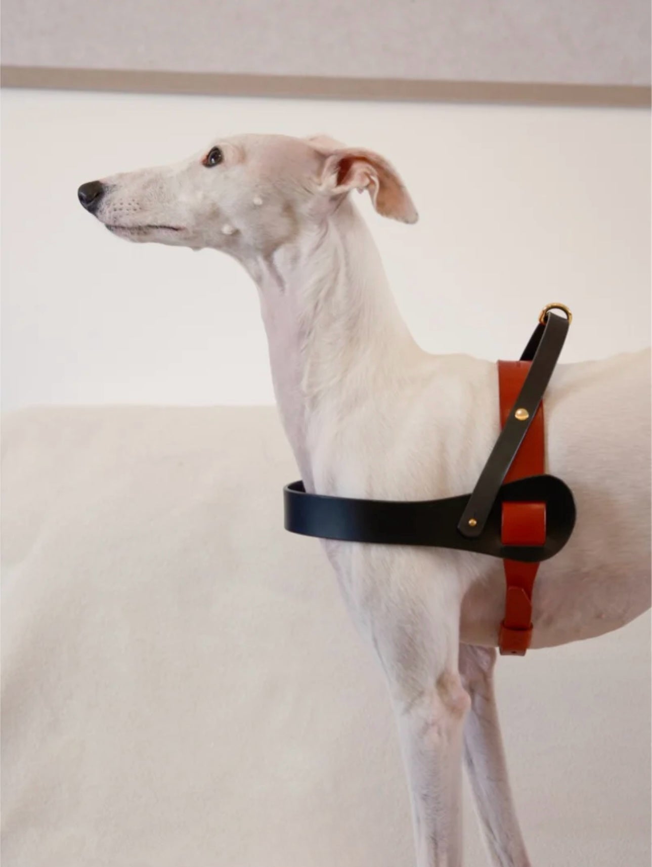 Luxury Fancy dog harness in saddle leather, featuring a designer style for small to large dogs