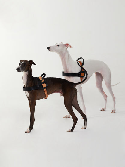 Luxury Fancy dog harness in saddle leather, featuring a designer style for small to large dogs