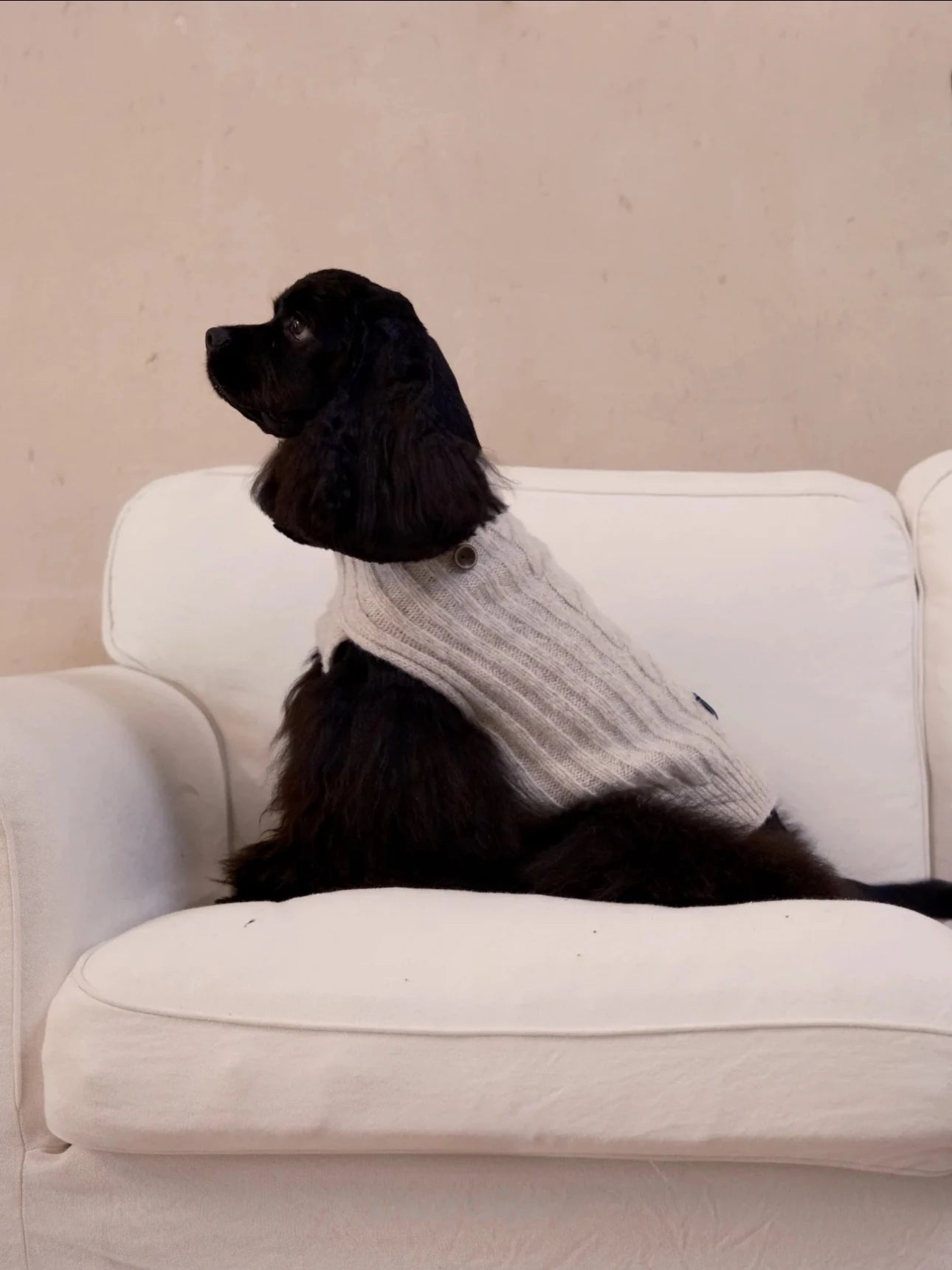 Cloud Sleeveless 100% Wool Sweater for Dogs – Small & Medium Breeds product detail | AlphaFluffy