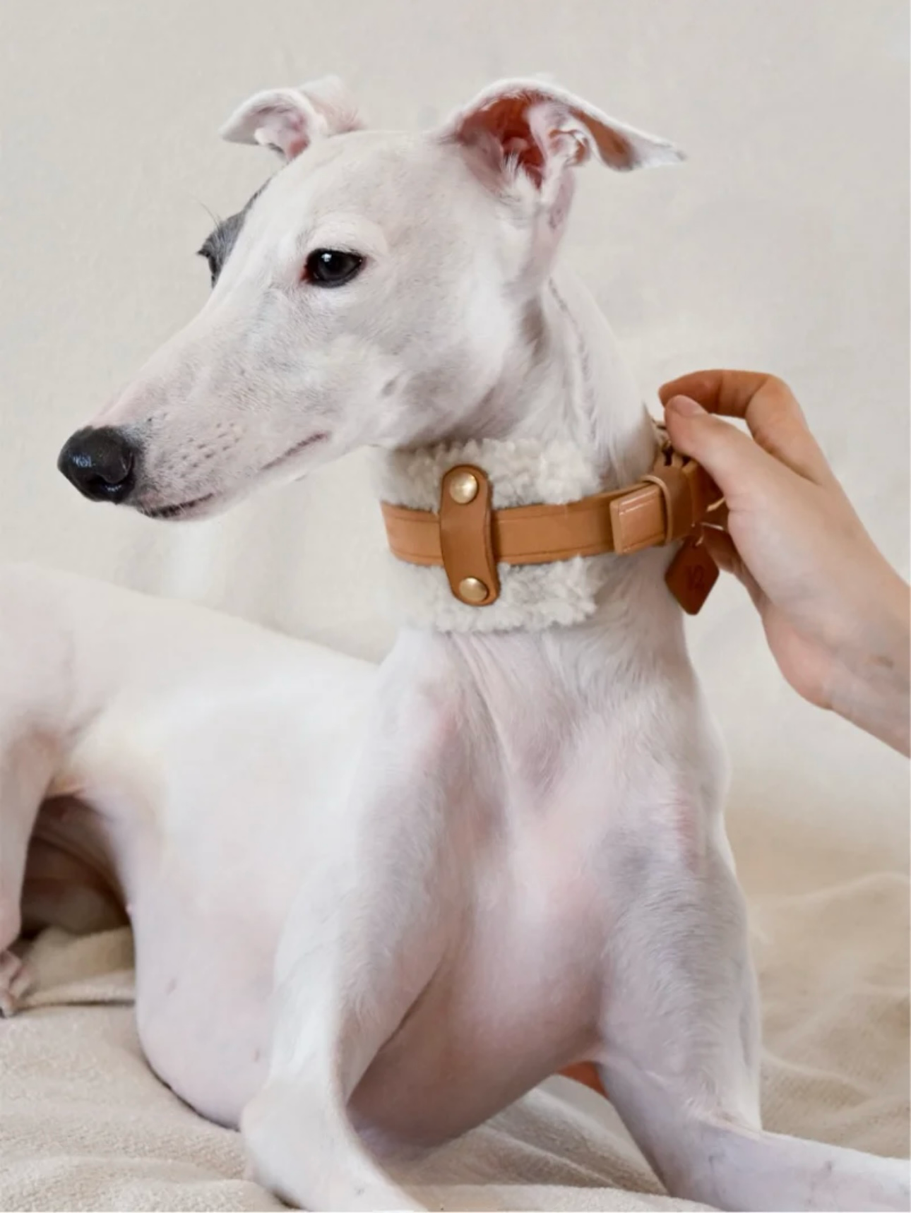 Soft-shell fluffy Lambswool pads in brown, white, and blue paired with detachable designer leather collars for dogs, made from fluffy Lambswool.