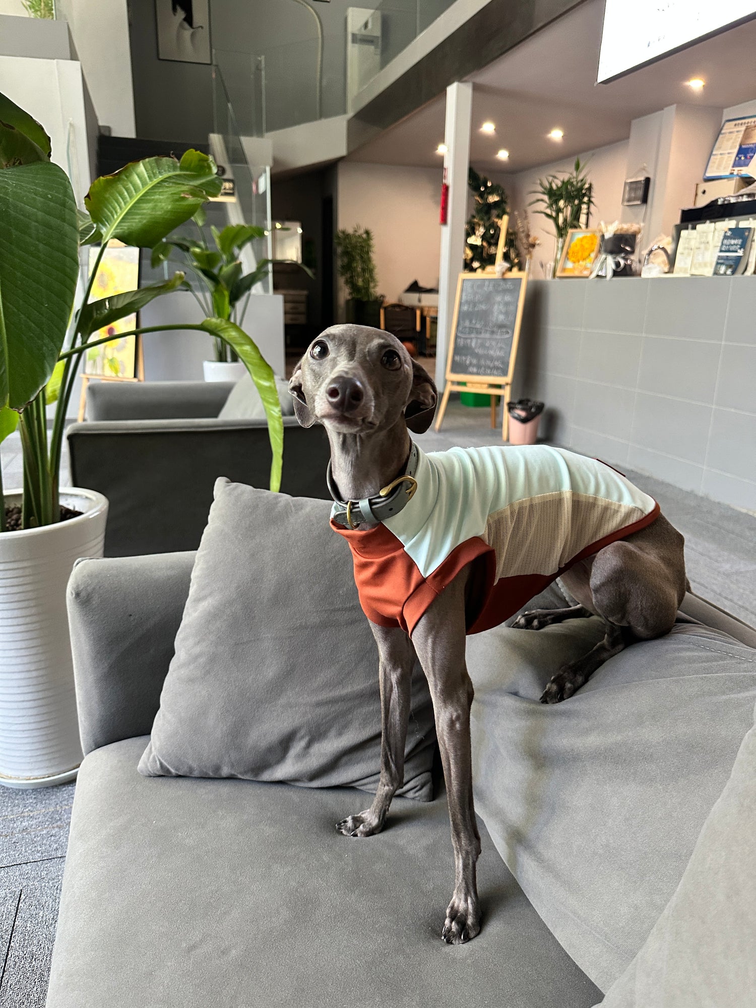 AlphaFluffy – Premium Pet Accessories