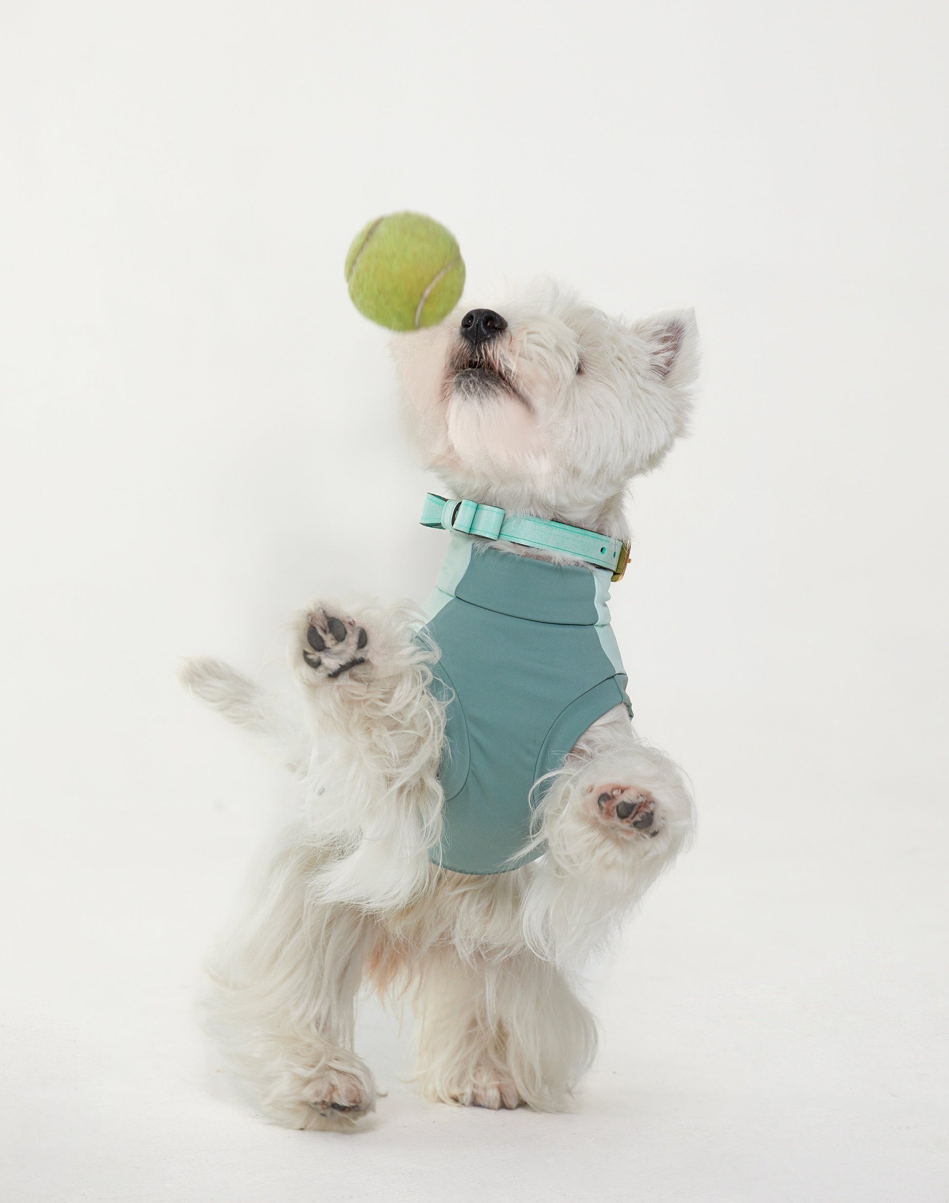 Mint green and smoky brown leather collar with bow design, featuring Italian handmade craftsmanship. Ideal as a personalized dog collar, designer dog collars, puppy collars, cool dog collars, and cute dog collars for small and large pets.