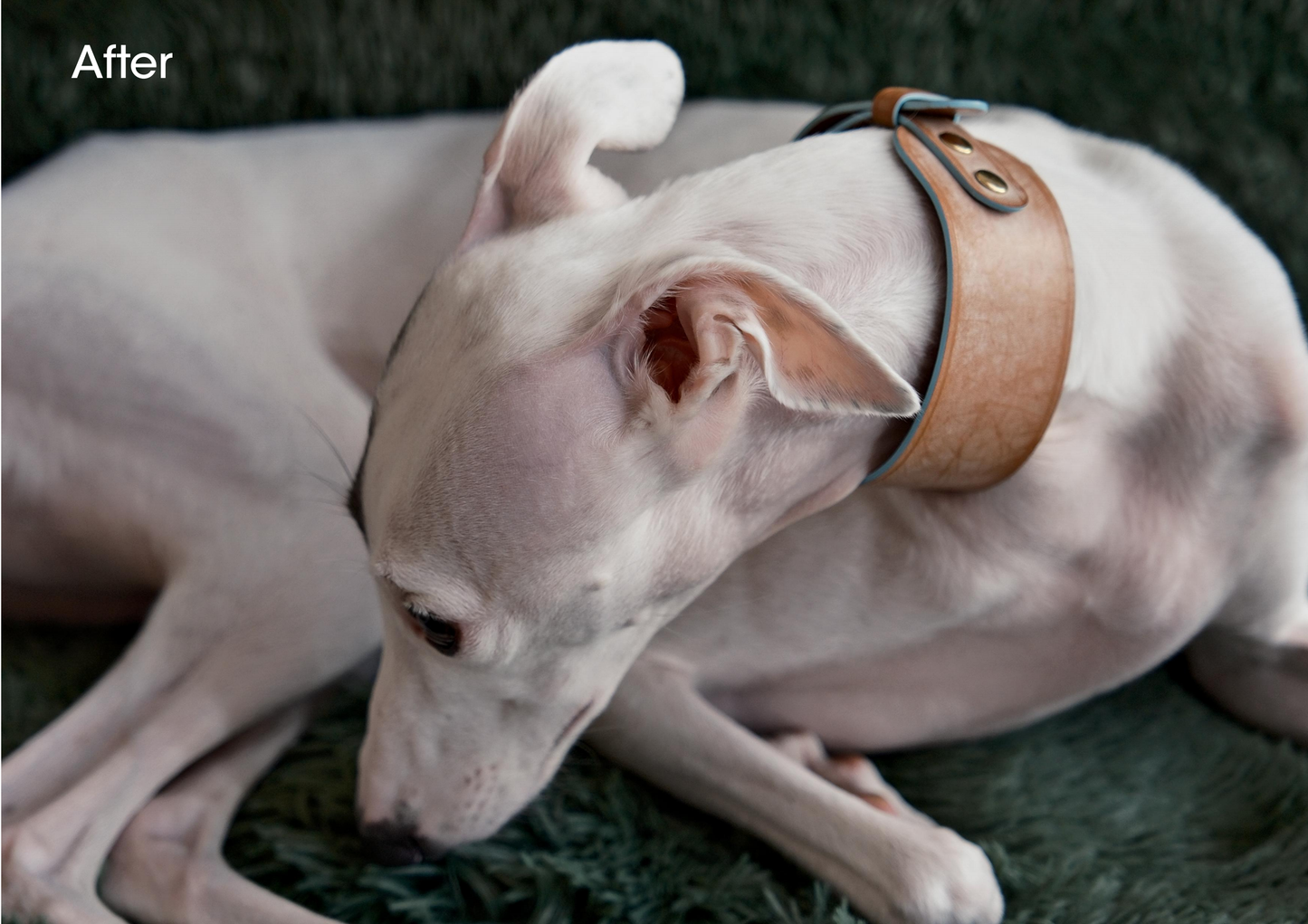 Handmade Wide Matte Wax-Textured Leather dog Collar and leash- Alpha Fluffy