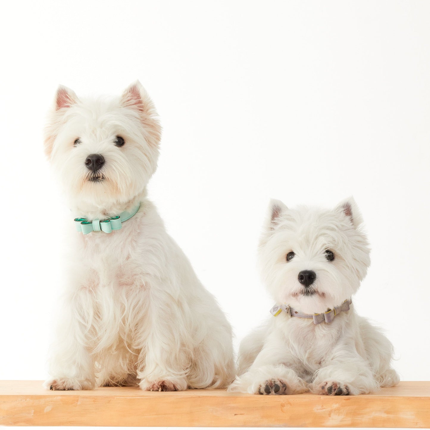 Mint green and smoky brown leather collar with bow design, featuring Italian handmade craftsmanship. Ideal as a personalized dog collar, designer dog collars, puppy collars, cool dog collars, and cute dog collars for small and large pets.