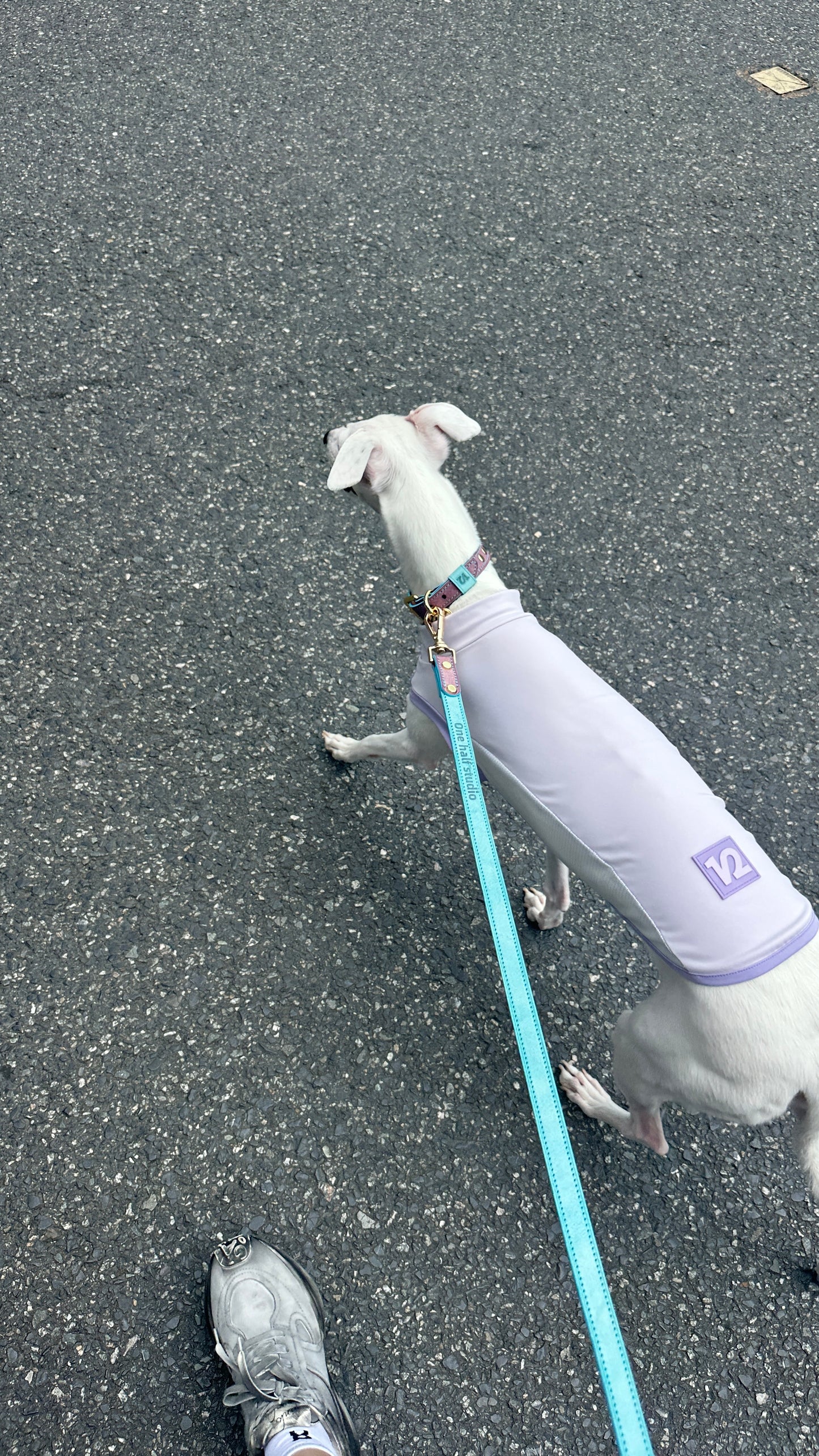 Lifestyle — Whippet on the street in Cooling Vest