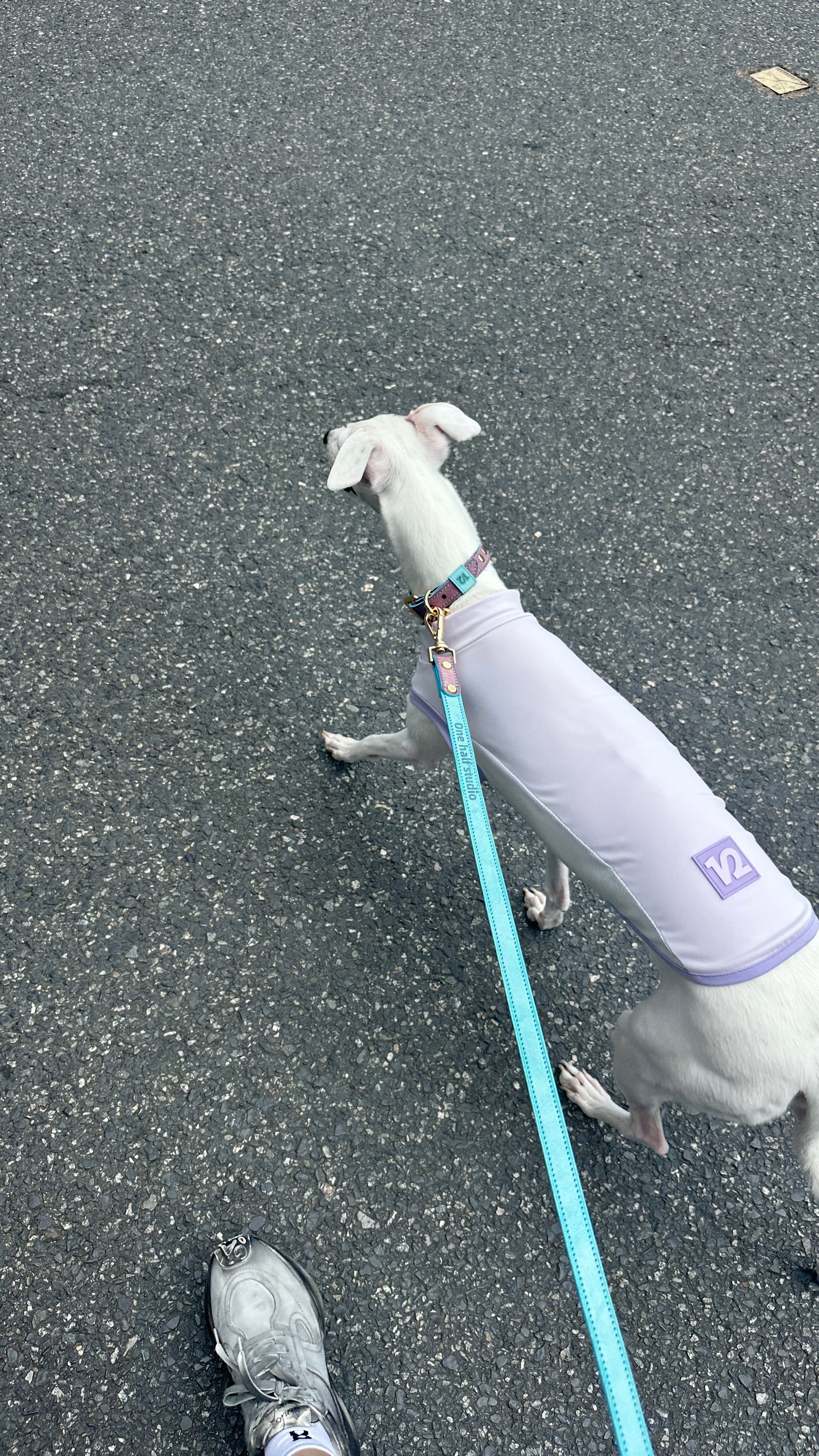 Lifestyle — Whippet on the street in Cooling Vest