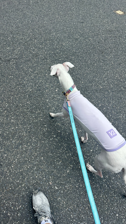Lifestyle — Whippet on the street in Cooling Vest