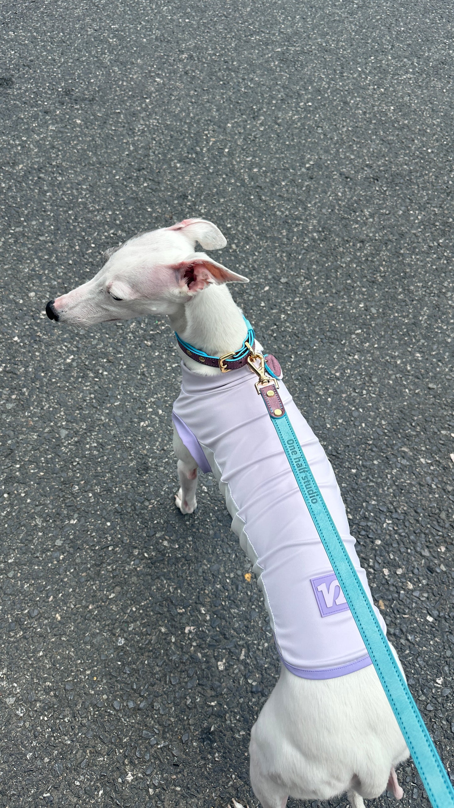 Lifestyle — Whippet portrait in Cooling Vest