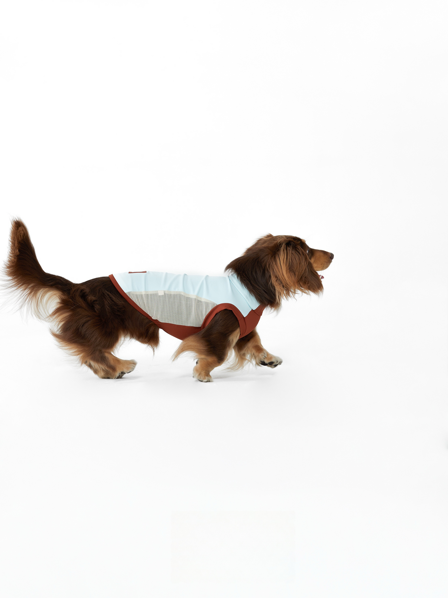 Lifestyle — Dachshund in Blue Lagoon Cooling Vest