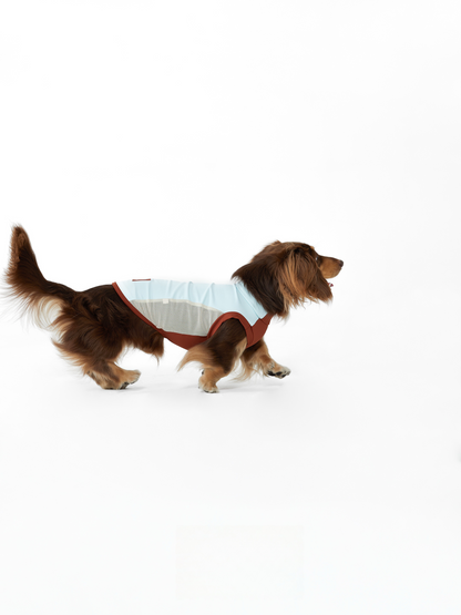 Lifestyle — Dachshund in Blue Lagoon Cooling Vest