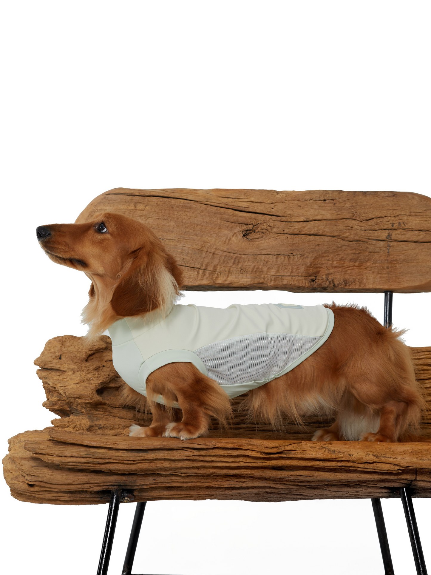 Lifestyle — Dachshund in Toasted Oat Cooling Vest